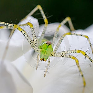 Closeup shot of a green lynx spider on a white rose