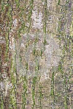 Closeup shot of a green moss covered tree trunk surface