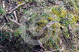 Closeup shot of green moss and exposed roots in forest ground