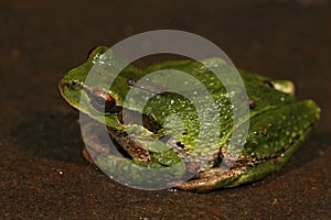 Closeup shot on a green Pacific treefrog, Pseudacris regilla on a dark stone