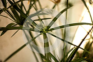 Closeup shot of the green plant of Cyperus alternifolius on a blurred background