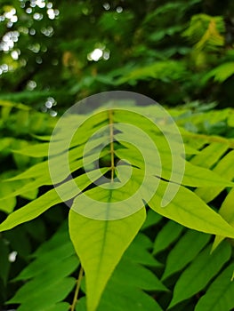 Closeup shot of green plant leaf nature bueaty concept