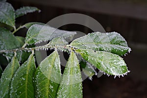 Closeup shot of green plant leaves covered with ice in the winter