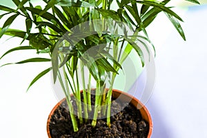 closeup shot of a green plant in a pot