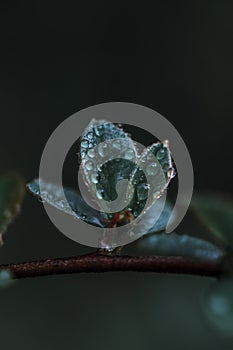 Closeup shot of a green plant with rain droplets on it