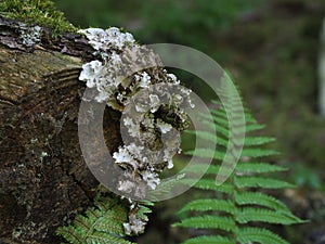 Closeup shot of green plants and wood with mold in forest in humid weather