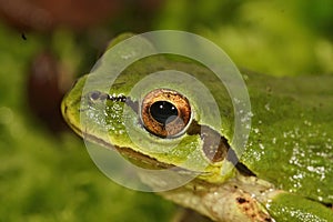 Closeup shot of a green Pseudacris regilla, Pacific treefrog in Oregon, Westcoast US