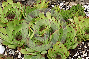 Closeup shot of green Rejuvenated plants