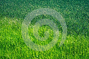 Closeup shot of the green rye field