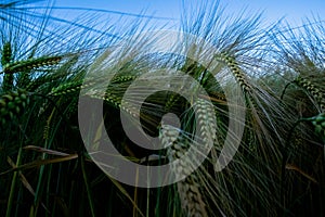 Closeup shot of a green rye field under the beautiful clear blue sky