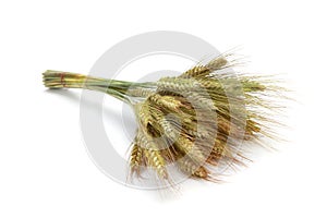 Closeup shot of green rye spikes (Secale cereale) isolated on a white background