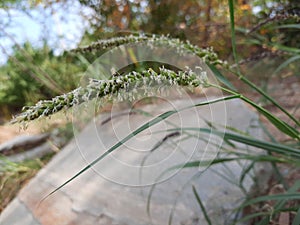 Closeup shot of a green Sedge with a thin long stem and leaf on a blurred background