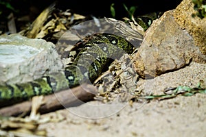 Closeup shot of a green snake in its aquarium in a zoo