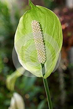 Closeup shot of green spathiphyllum floribundum houseplant photo