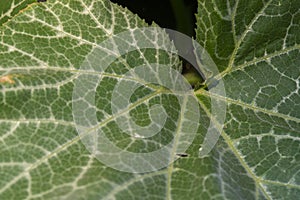 Closeup shot of a green spotted leaf with a white flecks