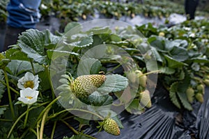 Closeup shot of green strawberry cultivation