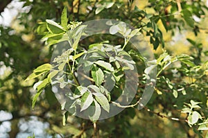 Closeup shot of green tree leaves in the garden