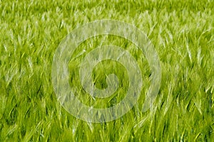 Closeup shot of a green unripe barley in the field