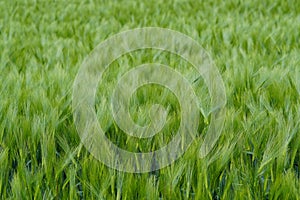 Closeup shot of a green unripe barley in the field