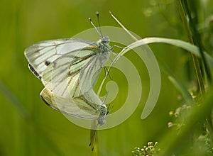 Closeup shot of green-veined white butterflies with joined tips of their abdomens for mating photo