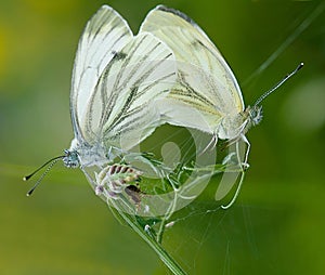 Closeup shot of green-veined white butterflies with joined tips of their abdomens for mating