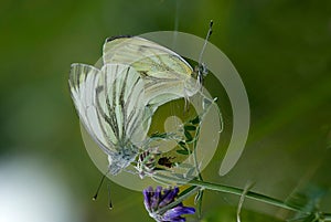 Closeup shot of green-veined white butterflies with joined tips of their abdomens for mating photo