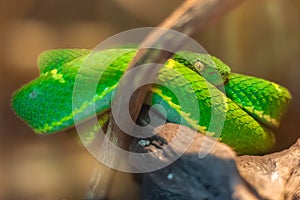 Closeup shot of a green venomous  Bothriechis Lateralis snake