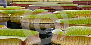 Closeup shot of green victoria amazonica lotus leaves on a pond