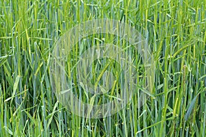 Closeup shot of green winter rye spiking in the field