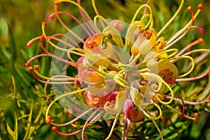 Closeup shot of Grevillea Peaches and Cream flower