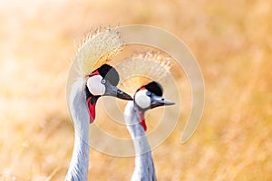 Closeup shot of a The grey crowned crane bird