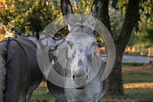 Closeup shot of a grey  donkey looking at the camera