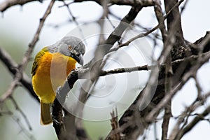 Closeup shot of a grey-headed bushshrike on a tree in a forest