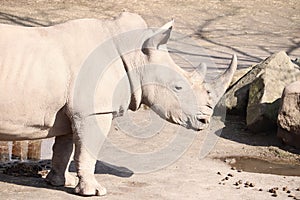 Closeup shot of a grey rhinoceros in front of the stones