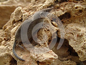 Closeup shot of a grey white-toothed pygmy shrew in Maltese Islands