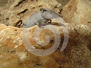 Closeup shot of a grey white-toothed pygmy shrew in Maltese Islands