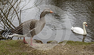 Closeup shot of Greylag Goose with a  mute swan in the background