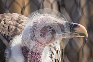 Closeup Shot of Griffon Vulture