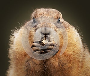 Closeup shot of a groundhog eating