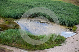 Closeup shot of a groundwater surrounded by plants and grass