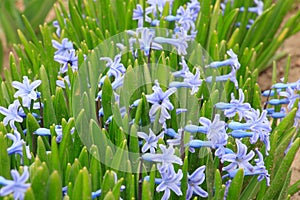 Closeup shot of a group of beautiful purple striped squill flowers