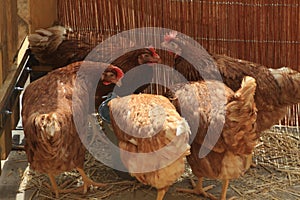 Closeup shot of a group of brown hens drinking water from a metal bucket in a chicken coop