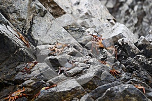 Closeup shot of a group of crabs lying on the rock