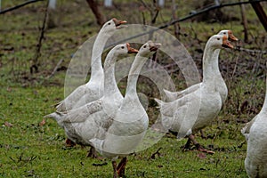 Closeup shot of a group of geese