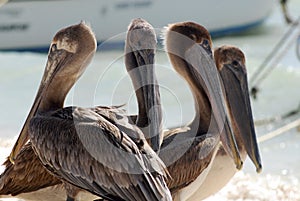 Closeup shot of a group of pelicans on a beach with a white boat in the background