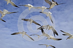 Closeup shot of a group of seagulls flying in the blue sky