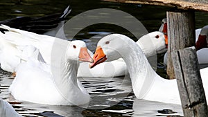 Closeup shot of a group of white geese swimming in a lake