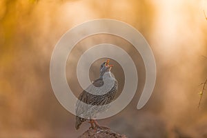 Closeup shot of a grouse standing on a rock while singing
