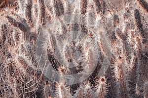 Closeup shot of growing Oreocereus trollii cactuses