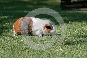 Closeup shot of a guinea pig in the garden